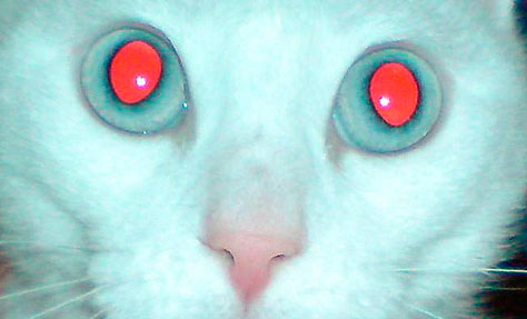 red-eye
